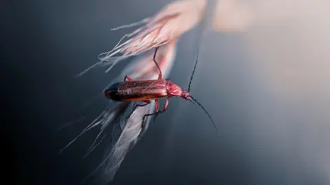 RSPCA The background of the image is black in the bottom left corner, and fades into a light grey-pink in the top right corner. In the foreground in focus is a red and black beetle. The black on its back fades into the red on hits head. Its antenna gives the impression that it is looking towards the right of the frame, but can see the photographer taking the photo. The bug seems to be sat on a kernel of a wheat plant.