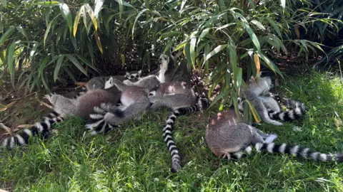 Woburn Safari Park A large group of lemurs, sitting under trees and bushes. Most are lying down on top of each other. They have long black and white striped tails. 