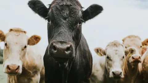 Four large cows stare into the camera. Three of them are brown and are standing behind a black cow which is closer to the camera.