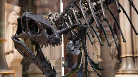 Eustreptospondylus on display at the Museum of Natural History.