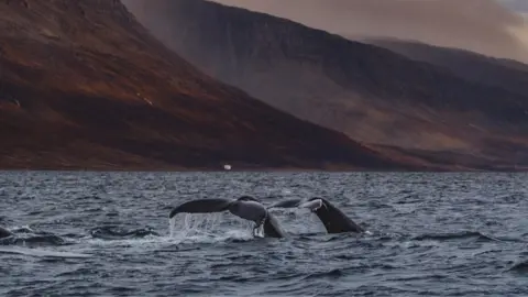 Whale Wise Two whale tails poking out of the water, with dramatic mountains in the background.