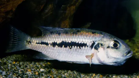 Bristol Zoological Society A close-up image of a Cameroon cichlid fish - which has silvery/blue scales and fins and large circular eyes.