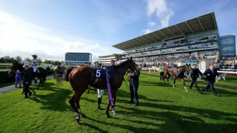 Getty Images Racehorses with handlers stand on grass before a busy multi‑tiered grandstand at Doncaster Racecourse, including a horse wearing a purple number 5 saddlecloth.