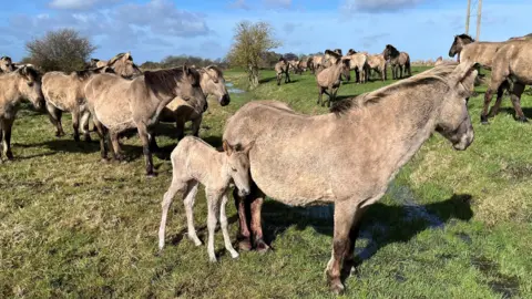 Ajay Tegala First foals of spring 2023 at Wicken Fen, Cambridgeshire