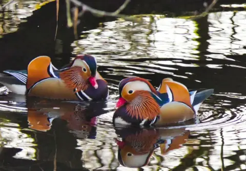 Colin Mackie Two Mandarin ducks - coloured orange, blue and a purple/red shade - swim across water