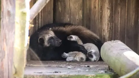 Dudley Zoo and Castle Two baby wolverines with light grey fur nestle against the belly of their larger, dark-furred mother, which has an arm around one of the infants. They lie against a wooden fence, and there is a log in the foreground