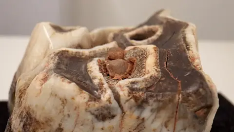 Close up of a large woolly rhino tooth excavated from Wogan Cavern.