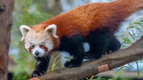 Jon Drew A red panda walking along a slim tree branch. It has orange-red fur along its back, white ears and facial features, and black legs. 