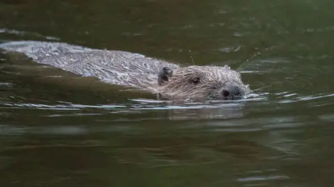 A beaver swimming in a river, with its nose just above the water line. 