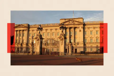 Reuters A fox runs past the Buckingham Palace 