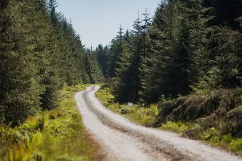 Red On Sports A gravel path wends its way through a forest of trees