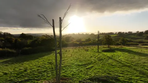 Landscan UK The sun is shining through the clouds and on to a green field on an autumnal day. Two thin dead trees, with branches, are standing in the middle of the field. Trees and bushes surround the field and roll into the distance.