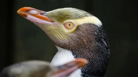 Dunedin NZ Hoiho penguin