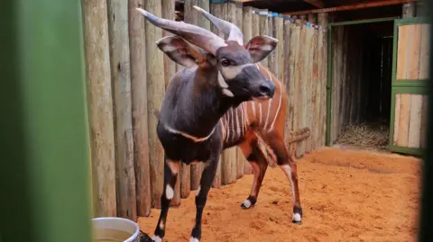 KWS/X A mountain bongo in a wooden enclosure