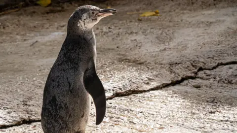 Birdland Park & Gardens A Humboldt penguin, which is dark grey with white cheeks, stands looking over a rocky surface in the winter sunshine