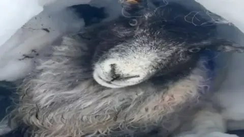 A sheep trapped in snow