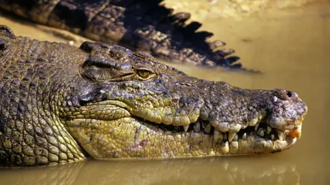 Getty Images An image of a crocodile resting in water 