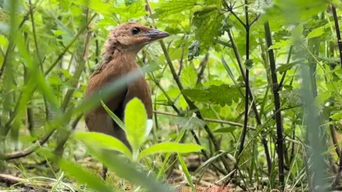 WWT lives in cornfields, fields, and pastures, feeding on insects and worms.