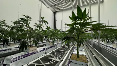 All young cannabis plants are grown from the same clone