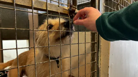 A dog being given a treat through a cage