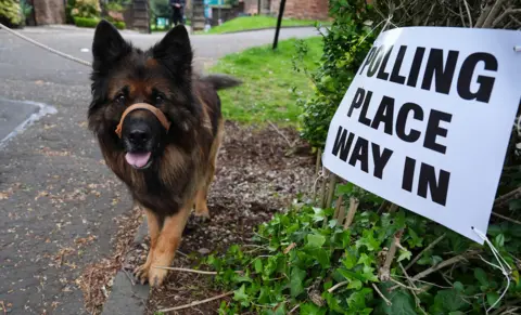 Andrew Milligan / PA Media A dark furred dog with a muzzle on and its tongue out looks directly at the camera while standing next to a sign reading 'polling place way in' tied to a tree.