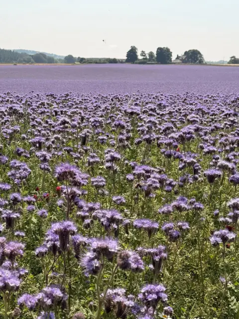 David Auckland Vast field of purple wildflowers stretching across the countryside.