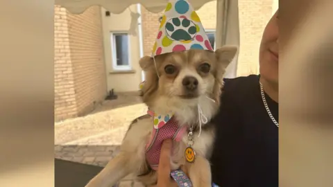 Natalie Crampton A light brown dog wearing a colourful party hat
