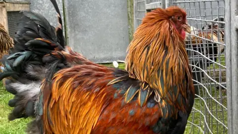 A brown reddish gold coloured hen 