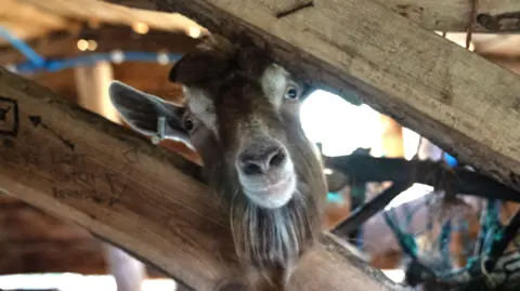 A goat sticking its head through the wooden slats of its pen