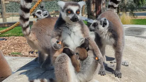 An adult ring-tailed lemur sits on the ground with two babies clinging to her front. There are two other adults behind her and an enclosure with ropes, woodchip and grass seen in the background.