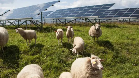 RWE Sheep graze on green grass above them are silver solar panels facing up to the sun. 