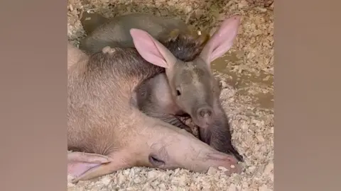 Colchester Zoo A baby aardvark called Roo, looking at the camera. She is lying next to her mother, called OQ, and the pair of them are lying down in sawdust and wood chippings.