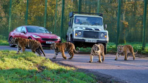 Ian Turner, Longleat The four tiger cubs, each the size of a large dog, crossing the road at the safari park with a jeep and a car in the background