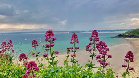 Purple flowers sit on a cliff edge above the beach with blue sea and cloud-filled sky behind