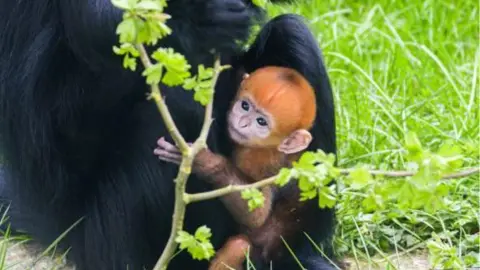 Birth of endangered François’ langur monkey a sign of hope - Twycross Zoo