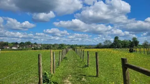 Maria/BBC A walking path in the middle of a field with blue skies and fluffy white clouds 