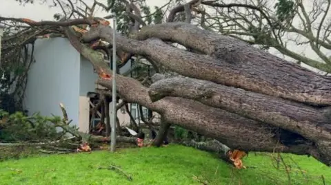 A large tree with several branches which has falled on a grey and cream house