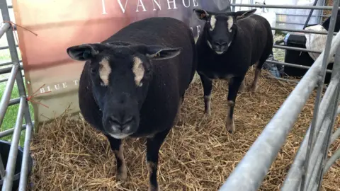 Two sheep standing in a pen. They are black and have tan patches around their eyes.