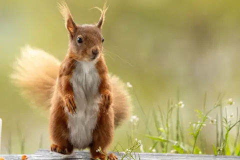 Sharon Douglas Red squirrel standing upright on a wooden surface, with a bushy tail behind it and large dark eyes, set against a softly blurred green background.