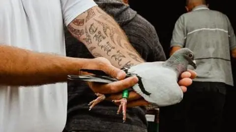 Pigeon held by pigeon racing enthusiast