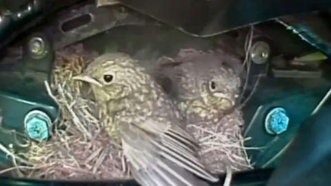 Baby robins seen on a livestream camera