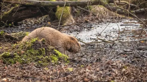 James Beck / PA A beaver in a woodland area