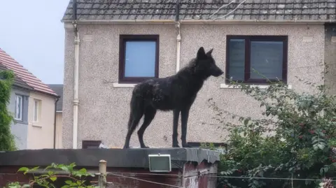 A black wolfdog on the roof of a garden shed