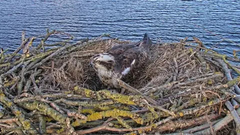 Leicestershire and Rutland Wildlife Trust Maya laid her first egg at Manton Bay nest at Rutland Water on 5 April 2026.