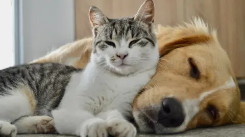 Government Study on Pet Dog and Cat Poo Reveals Potential Superbug Threat