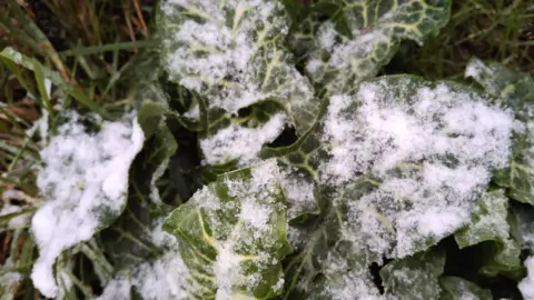 Weather Watchers/valliejean52 Plant in a garden covered with icy snow