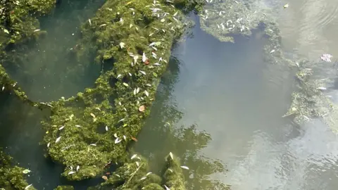 Dead fish float on the surface of a body of water with green weeds sitting just underneath the surface