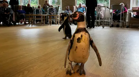 A penguin on a wooden floor, with another behind it. There are elderly people in the distance sitting in chairs. The closest penguin is looking sideways while the one behind has its wings outstretched.