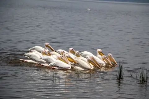 JAMES KAMAU WAKIBIA / GETTY IMAGES A group of Pelicans at Lake Nakuru National Park - Saturday 28 September 2024