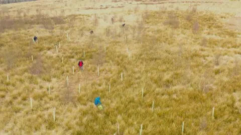 TVNR An aerial view of tree planting in the Tarras Valley with people dotted around the landscape and plastic poles planted to help the trees grow
